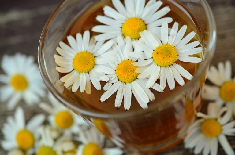 chamomile, chamomile blossoms, medicinal herb