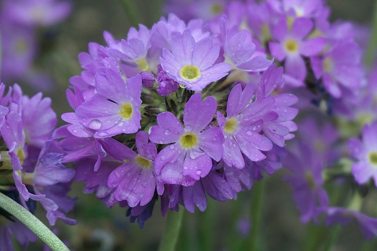 primula, pink-purple, prymulki
