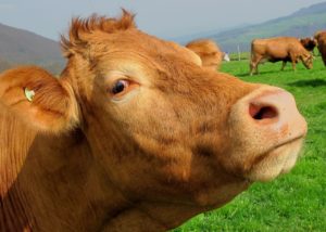 brown, cow, mammal-216001.jpg